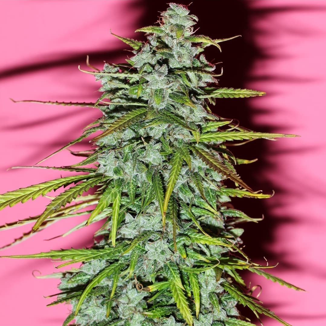 White Widow x Early Skunk